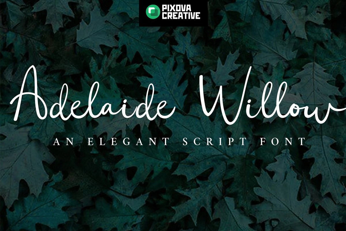 Adelaide Willow